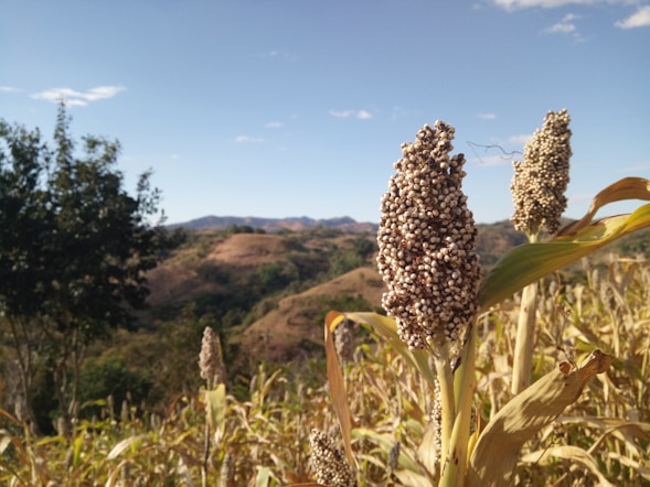 Wheat stalks in golden field landscape